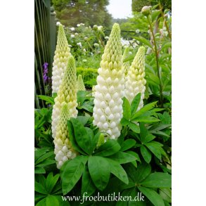 Lupiner. Russel Strain Noble maiden. Lupinus polyphyllus. Hj. Fr.