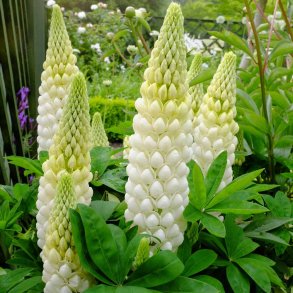 Lupiner fr�. Russel Strain Noble maiden. Lupinus polyphyllus. H�j. Ca. 45 Fr�.