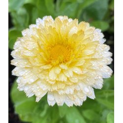Morgenfrue. White with light center. Calendula officinalis. Fr
