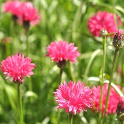 Kornblomster fr�. Pink ball. Centaurea cyanus. Ca. 1250 Fr�