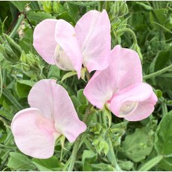 rteblomster. Cuthbertson Lois. Lathyrus odoratus. fr