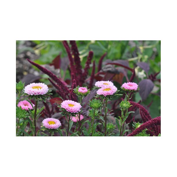 Sommerasters. Baronesse. Pink. Callistephus chinensis. Fr