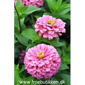 Frkenhat. Luminosa.  Zinnia elegans. Fr
