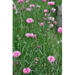 Kornblomster. Pink ball. Centaurea cyanus. Fr