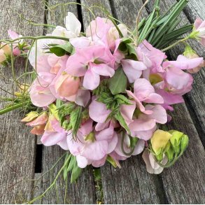 rteblomster. Cuthbertson Lois. Lathyrus odoratus. fr