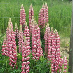 Lupiner fr�. Russel Strain The Chatelaine. H�j. Lupinus polyphyllus. Ca. 70 Fr�