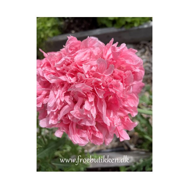 Ponvalmue. Papaver paeoniflorum. Paeony pink. Fr