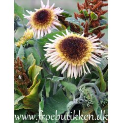 Solsikker. Astra rose. Helianthus annuus. Fr.