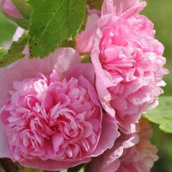 Stokroser fr�. Chaters chamois. Alcea rosea. Ca. 160 Fr�.