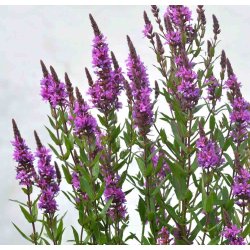 Kattehale. Lythrum salicaria. Fr