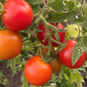 Tomat fr�. Maja. Solanum lycopersicum. Ca. 10 Fr�