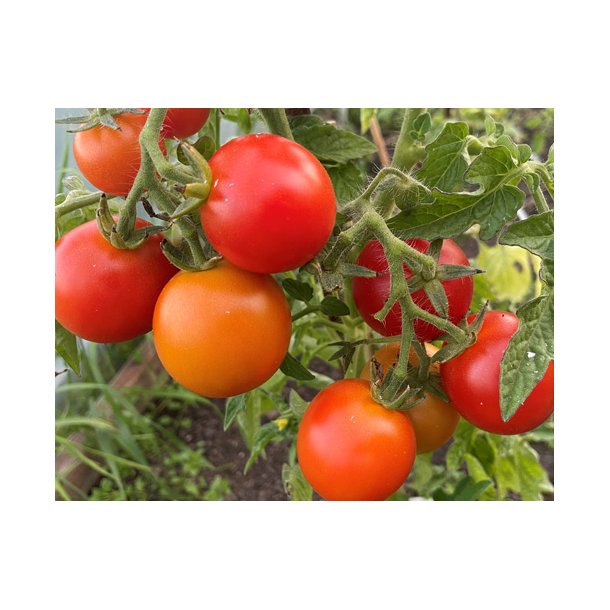 Tomat. Maja. Solanum lycopersicum. Fr