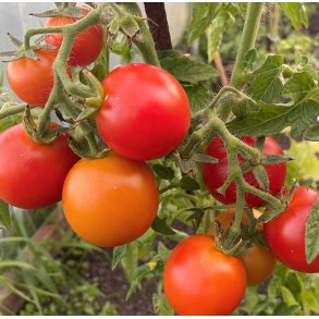 Tomat. Maja. Solanum lycopersicum. Fr