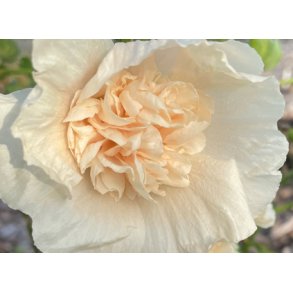 Stokroser. Majorette Champagne. Alcea rosea. Fr.