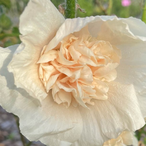 Stokroser fr. Majorette Champagne. Alcea rosea. 140 Fr.