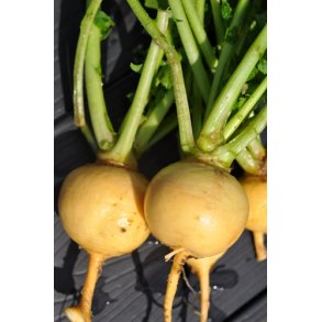 Majroe. Petrowski. Brassica rapa Rapifera. Fr.