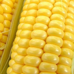 Majs fr�. Golden Bantam. Zea mays. Ca. 12 �kologiske fr�.