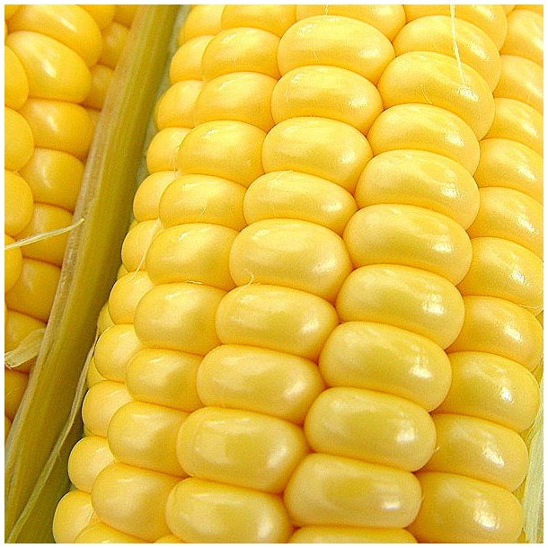 Majs fr�. Golden Bantam. Zea mays. Ca. 12 �kologiske fr�.