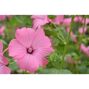 Mamelukrmer. Silver cup. Lavatera trimestris. Fr