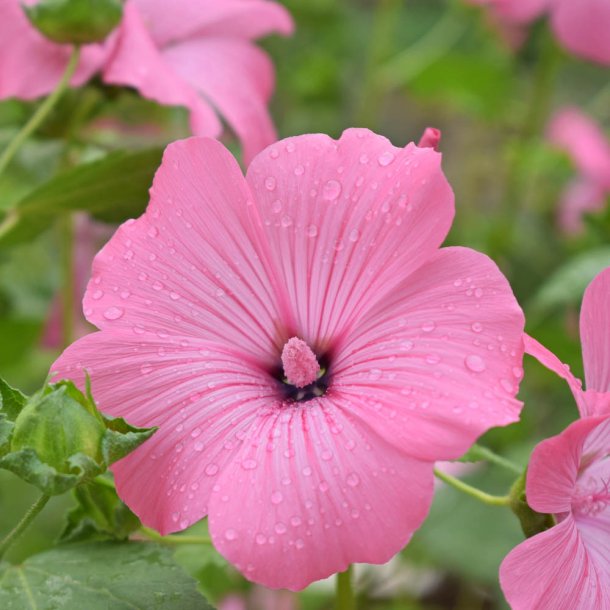 Mameluk�rmer fr�. Silver cup. Lavatera trimestris. Ca. 430 Fr�.