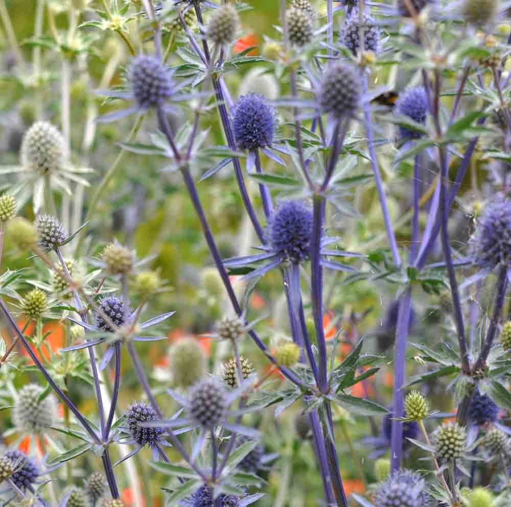 Mandstro - Favoritten blandt blomsterbinderne. Frø.