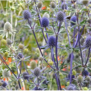 Mandstro, russisk. Eryngium planum. Fr.