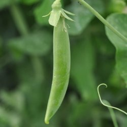 �rter fr�. Delikett. Pisum sativum. Ca. 280 Fr�.