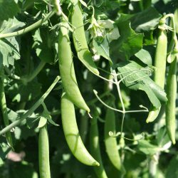 �rter fr�. Delikett. Pisum sativum. Ca. 280 Fr�.