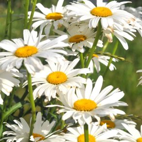 K�mpemargeritter fr�. Chrysanthemum maximum. Alaska. XL pose. Ca. 32000 Fr�