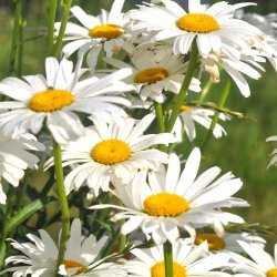 K�mpemargeritter fr�. Chrysanthemum maximum. Alaska. Ca. 1600 Fr�