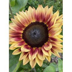 Solsikker. Helianthus annuus. Bicolour Marley. Fr