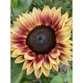 Solsikke fr�. Helianthus annuus. Bicolour Marley. Ca. 35 Fr�