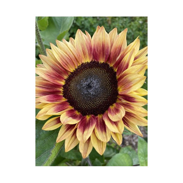 Solsikke fr�. Helianthus annuus. Bicolour Marley. Ca. 35 Fr�