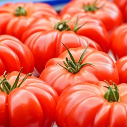 Tomat fr�. Marmande VR. Solanum lycopersicum. Ca. 30 �kologiske fr�.