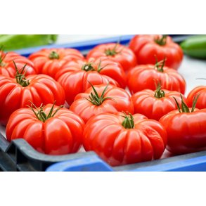 Tomat. Marmande VR. Solanum lycopersicum. kologisk. Fr.