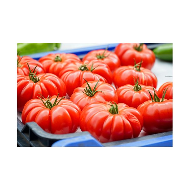 Tomat. Marmande VR. Solanum lycopersicum. kologisk. Fr.