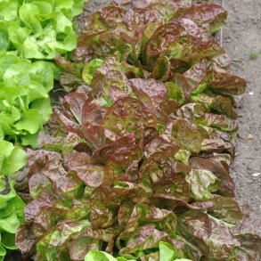 Salat fr�. Marvel of the 4 seasons. Lactuca sativa. Ca. 900 �kologiske fr�