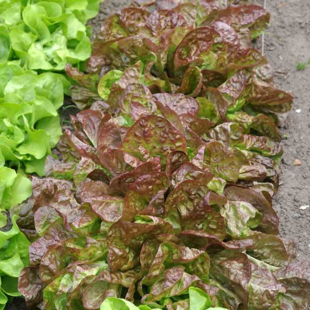 Salat fr�. Marvel of the 4 seasons. Lactuca sativa. Ca. 900 �kologiske fr�