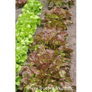 Salat. Marvel of the 4 seasons. Lactuca sativa. kologisk. Fr.