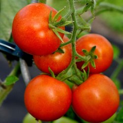 Tomat fr�. Matina. Solanum lycopersicum. Ca. 30 �kologiske fr�