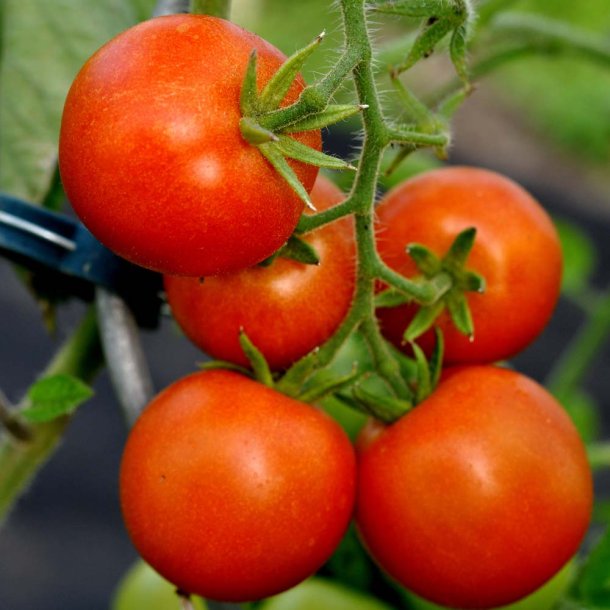 Tomat fr�. Matina. Solanum lycopersicum. Ca. 30 �kologiske fr�