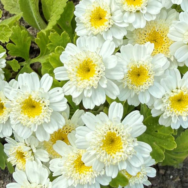Matrem fr�. Carlos. Tanacetum parthenium. Fr�
