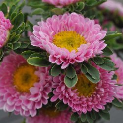 Sommerasters fr�. Matsumoto Pink. Callistephus chinensis. Ca. 160 Fr�