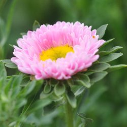 Sommerasters fr�. Matsumoto Pink. Callistephus chinensis. Ca. 160 Fr�
