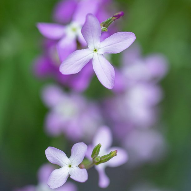 Levk�j, Natlevk�j fr�. Matthiola longipetala. XL pose. Ca. 27000 Fr�.