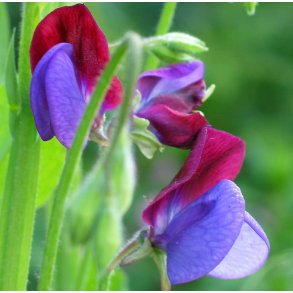 rteblomster.  Matucana. Lathyrus odoratus. Fr.