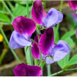 rteblomster.  Matucana. Lathyrus odoratus. Fr.