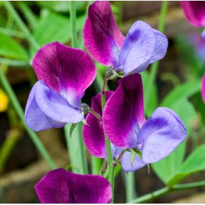 rteblomster. Matucana. Lathyrus odoratus. Fr.