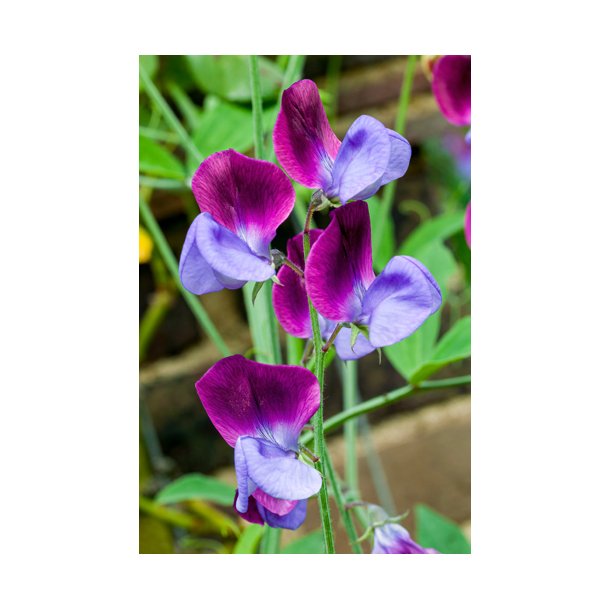 rteblomster.  Matucana. Lathyrus odoratus. Fr.
