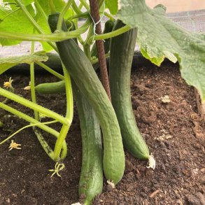 Agurk fr�. Max. Cucumis sativus. F1. Ca. 10 Fr�